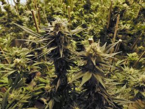 Fertilizing Blooming Cannabis