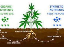 Organic and Synthetic Nutrients for Your Cannabis Grow