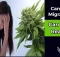 Will Cannabis Help a Migraine? Navigating the Landscape of Alternative Relief